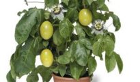 How to Grow Passion Fruit