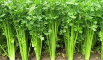 How to Grow Celery From Seed