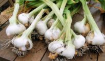 When to Plant Garlic in Ontario