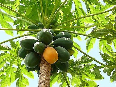 How to Grow Papaya From Seed