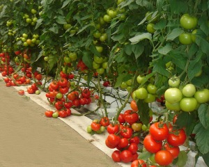 How to Grow Tomatoes From Slices