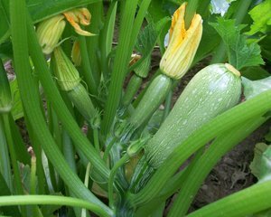 10 Tips for Growing Zucchini