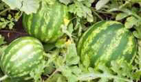 How to Grow Watermelon in Texas