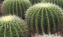 How to Grow a Cactus