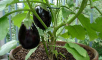 How to Grow Eggplant in Pots or Containers