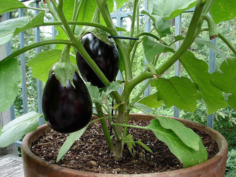 How to Grow Eggplant in Pots or Containers