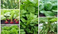 10 Vegetable Garden Tips You Need to Know Right Now!