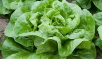 How to Grow Lettuce in Pots or Containers