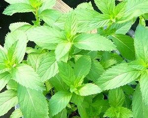 Growing Mint Indoors: How To
