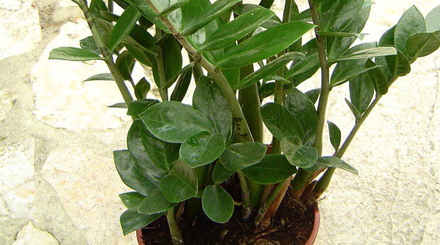 20 Best Plants for Office Environment