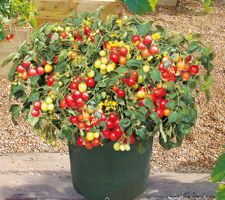 How to Grow Cherry Tomatoes in Pots