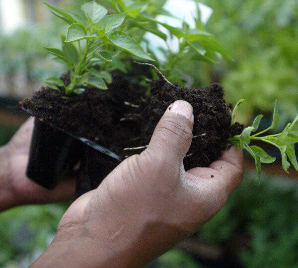How to Improve Garden Soil