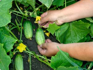 The Secret to Growing Crisp and Delicious Cucumbers: A Comprehensive Guide