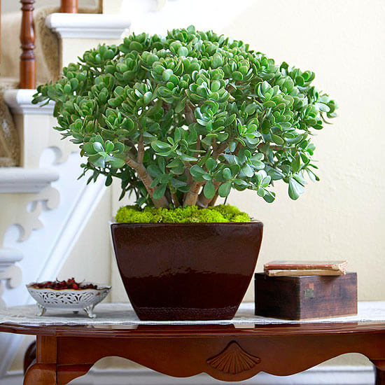 10 Best Succulent Plants for Your Home