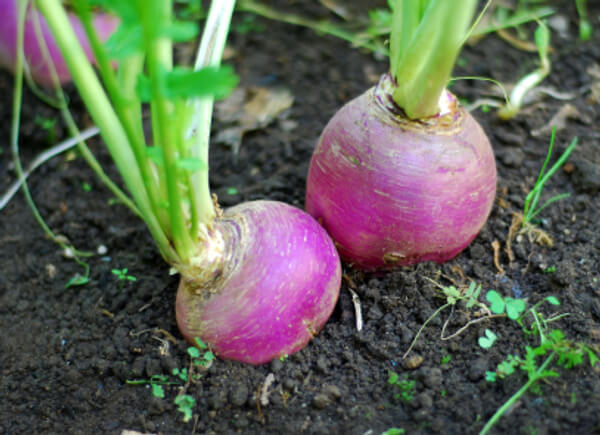How to Grow Turnips From Seeds
