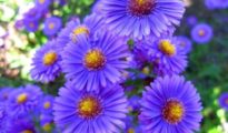 How to Grow Aster Flowers