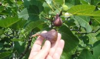 How to Grow Figs in Your Garden or in a Pot