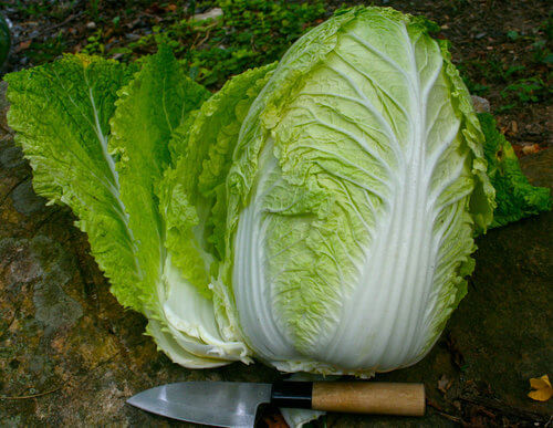 How to Grow Napa Cabbage