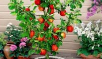 How to Grow Apple Trees in Pots