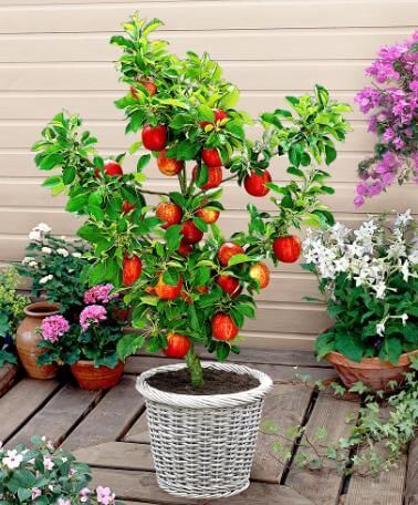 How to Grow Apple Trees in Pots
