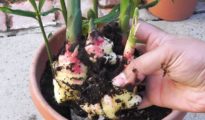How to Grow Ginger in Pots