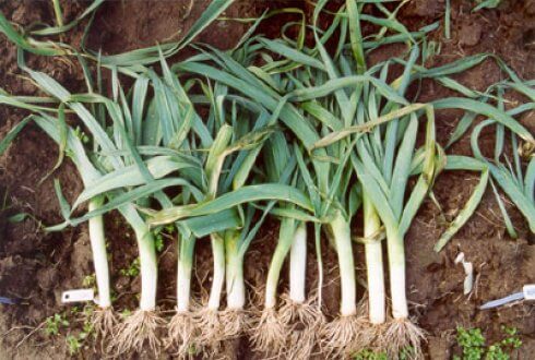 How to Grow Leeks – A Comprehensive Guide to Growing, Harvesting, and Cooking with Leeks