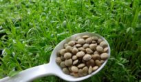 How to Grow Lentils: A Guide To Growing Lentils