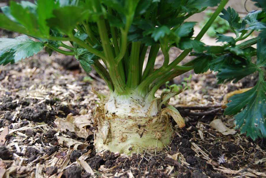 How to Grow Celeriac AKA Celery Root