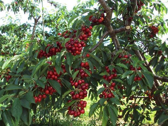 Cherry Growing Tips: How to Grow Healthy, Delicious Cherry Tree