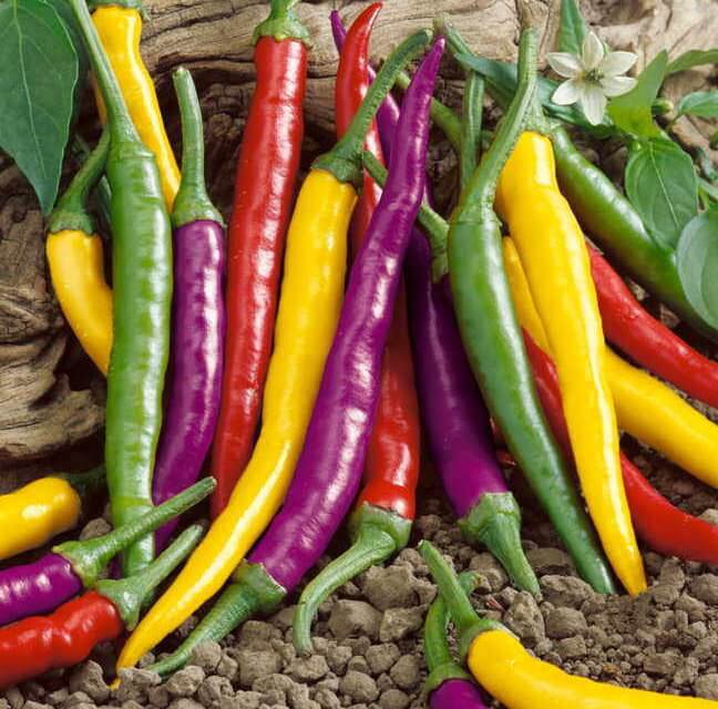 How to Grow Hot Peppers From Seeds