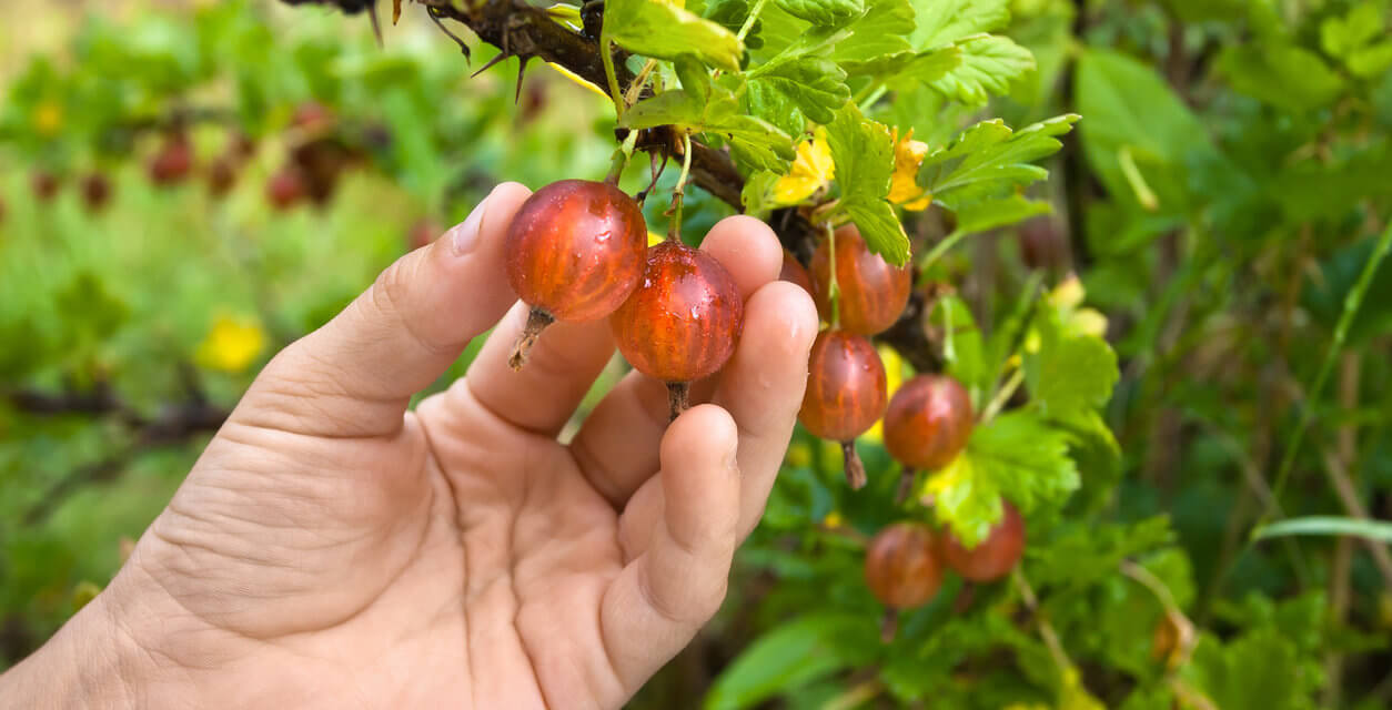 8 Best Container Grown Berries