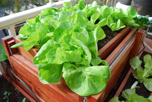 Growing Lettuce Indoors: How to Grow Lettuce Indoors