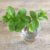 How to Grow Peppermint Plants at Home