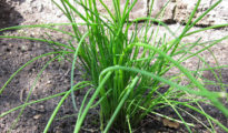 How to Grow Chives From Seed