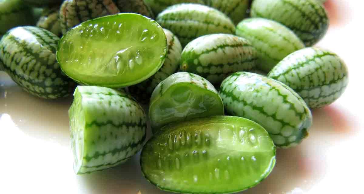 How to Grow Cucamelons