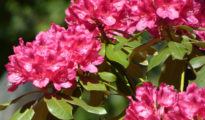 How to Plant Rhododendrons in Your Garden