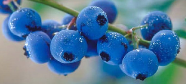6 Tips for Growing Blueberries