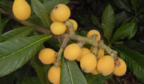 How to Grow Loquat Trees