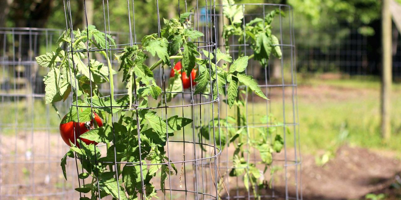 5 Ways to Stake Tomatoes for a Bountiful Tomato Harvest