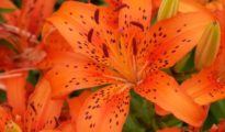 How to Grow Tiger Lilies In Your Garden