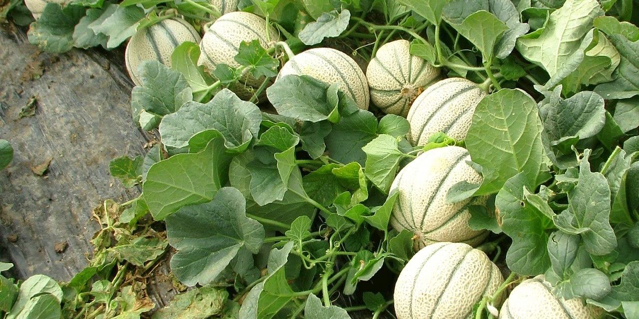 How to Grow Melons In The Garden