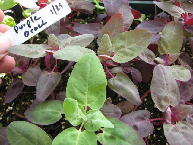 How to Grow Orach Spinach