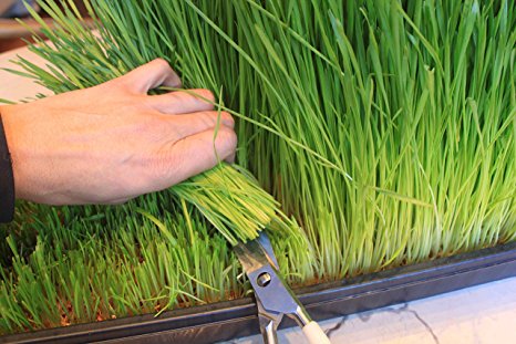 How to Grow Wheatgrass at Home