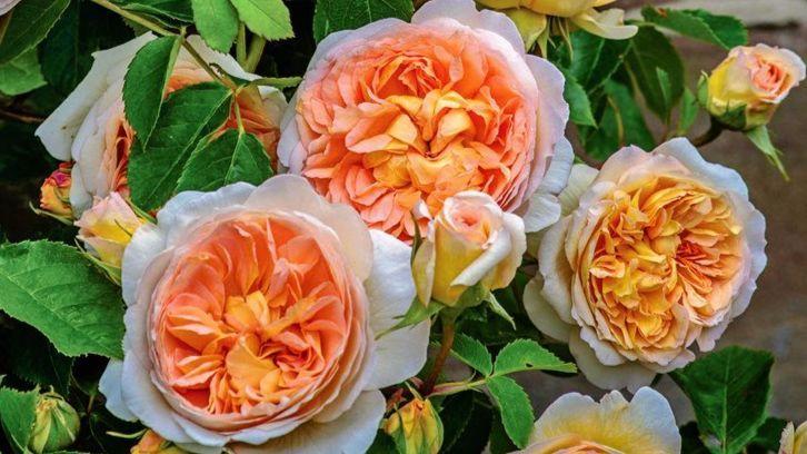 Easiest Roses To Grow: Foolproof Rose Growing Guide