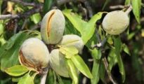 How to Grow Almonds