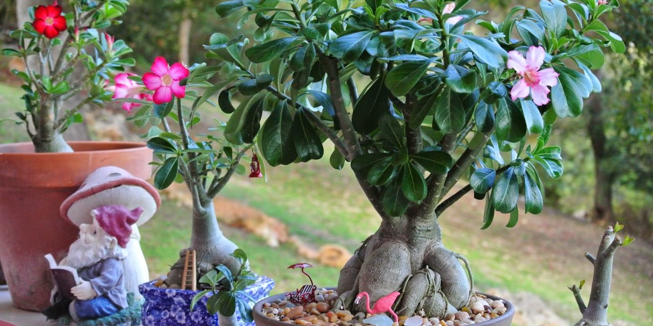 Desert Rose Plants – When & How to Repot Them