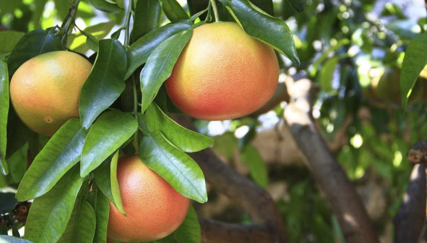 How to Plant Grapefruit Trees