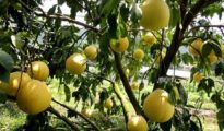 How to Grow Pomelo in Your Garden
