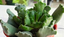How to Propagate Key Lime Pie Succulents AKA Crinkle Leaf Succulents