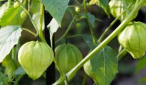 How to Grow Tomatillos in Your Garden